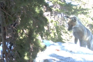 Photo of a fox